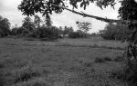 near Paramaribo (1/76)