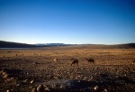Llamas grazing near the village of Huarcu