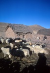 Sheep in the village of Huarcu as we prepared to leave
