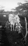 Boy milking a cow at a milk farm, Riohacha
