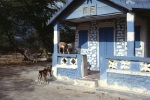 Goats in the village we were visiting near Port-au-Prince (7/82)