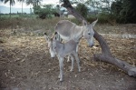 Donkeys in the village we were visiting near Port-au-Prince (7/82)