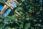 Coffee on a Bahá’í farm, Kidapawan