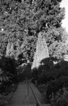 Steps leading down from Collins Hall to the Big Tree, Geyserville Bahá’í School, 11/72