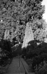 Steps leading down from Collins Hall to the Big Tree, Geyserville Bahá’í School, 11/72