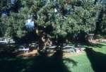 Dining tables under the Big Tree, Geyserville Bahá’í School, 11/72