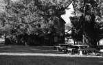 Dining tables under the Big Tree, library in the back, Geyserville Bahá’í School, 11/72
