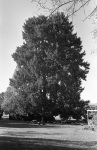 The Big Tree, Geyserville Bahá’í School, 11/72