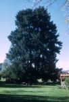 The Big Tree, Geyserville Bahá’í School, 11/72