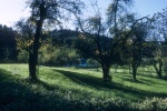 Prune orchard behind the Collins Dormitory, Geyserville Bahá’í School, 11/72