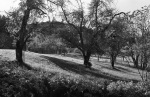 Prune orchard behind the Collins Dormitory, Geyserville Bahá’í School, 11/72