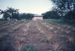 Kibamba Teaching Institute near Dar, showing plantings on Bahá’í land