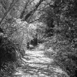 Geyserville: Redwood grove behind 7/13/1951