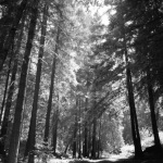 Geyserville: Redwood grove behind 7/13/1951