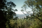 View from upper trail, Geyserville, 7/56