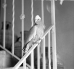Tutti the parrot in the Western Pilgrim House, 5/60