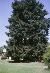 Big Tree, Geyserville, 8/61