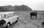 Teaching trip to the village of CheongJung Ri. Washing the car in the river, it got stuck, and was pulled out be a farmer's bullock.