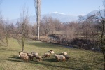 A walk near Krupnik with the Pirin mountains as backdrop, January