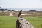 A hawk watching over a golf course, Pebble Beach, August