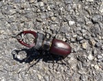 A rare beetle on the street near our house in Hluboká, June