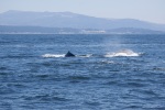 Whale watching on the Monterey Bay, August