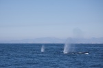 Whale watching on the Monterey Bay, August