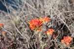 Indian Paint Brush, Point Lobos State Reserve, July