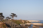 Pelicans flying along the coast at Pacific Grove, July