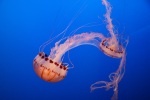 Jelly fish at the Monterey Bay Aquarium, July
