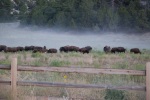 A herd of buffalo outside Zion National Park in Utah, August