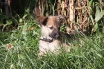 Our new dog, Liska, in Krupnik after Blackie passed away, September