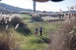 On a walk in the fields below Krupnik, November