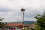 In June, the storks were back in Krupnik
