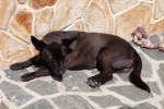 Our dog Blackie, Krupnik, June