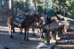 Pack mules at May Lake, in the high country of Yosemite, July
