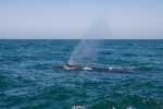 On a whale watching trip in Monterey Bay, a humpback whale came very close to have a look at us, July