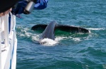 On a whale watching trip in Monterey Bay, a humpback whale came very close to have a look at us, July