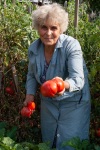 Emi’s parents harvesting tomatoes from the garden in Krupnik, August