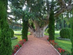 The oldest tree in the gardens surrounding the Shrine of Baha'u'llah, July