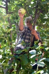 Baba picking apples, Krupnik, September