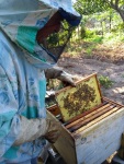 Uncle Ivan removing the honeycombs from the hives, Krupnik, August