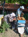 Uncle Ivan removing the honeycombs from the hives with Baba smoking the bees, Krupnik, August