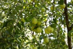 Apples in our orchard, Krupnik, August