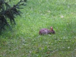 A rabbit outside Mina's dorm at Bard College, August