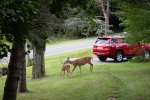 Deer grazing next to our rental car at our Airbnb near Bard, August