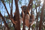 On a picnic excursion with friends: lemurs