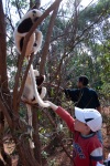 On a picnic excursion with friends, lemurs eating peanuts out of our hands