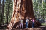 Giant Sequoias, Yosemite National Park, May