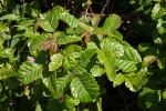 Poison oak in Point Lobos State Park